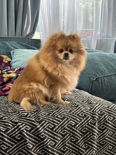 A Pomeranian dog with fluffy, golden-brown fur is lounging on a couch. The dog is positioned on its side, with its head turned towards the camera, looking directly at the viewer with dark, curious eyes. Its front paws are tucked under its body, and its tail curls around its hindquarters.
The couch appears to be covered in several patterned pillows. To the right of the dog is a pillow with a bold black and white geometric pattern. To the left, there is a light blue pillow with a subtle textured design, and underneath the dog, a blanket with a colorful floral pattern in shades of purple, yellow, and pink. Behind the dog, a large, dark teal pillow with a quilted texture forms the back of the couch.
The background shows a window with sheer white curtains, through which daylight is filtering. The light suggests it is daytime. The overall scene conveys a sense of relaxation and domestic comfort, with the dog appearing content and at ease in its environment. There is no visible text in the image. The location context provided is Natukhayevskaya, Russia.