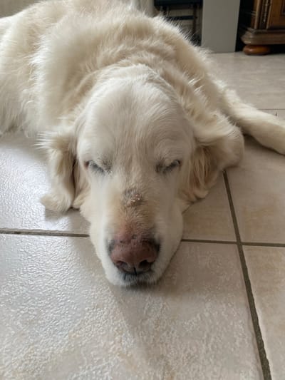 A cream-colored, long-haired dog, likely a Golden Retriever, is lying on a tiled floor. The tiles are light-colored and rectangular. The dog is positioned with its head towards the right side of the frame. Its eyes are closed, suggesting it is sleeping or resting. There is furniture visible in the upper left corner of the image. The scene is indoors. No people are visible. There is no indication of the city of Truchtersheim, France.