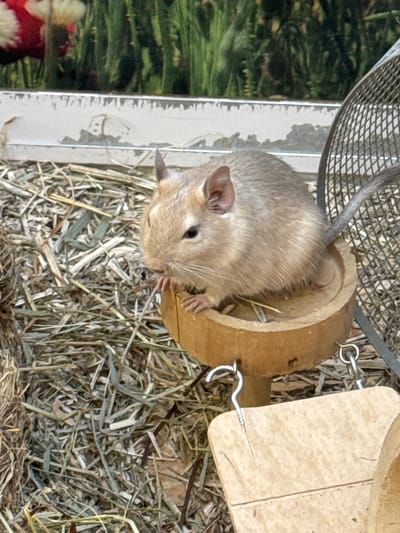 A light brown rodent, likely a degu, sits partially inside a hollowed-out wooden tube, secured with metal loops. The tube and rodent are resting on a bed of dried grass and straw. A wire mesh structure is visible above the rodent, possibly part of a cage. The left edge of the frame shows part of a metal cage and blurred green vegetation in the background. Based on the source data, this image was taken in Villebon-sur-Yvette, France.