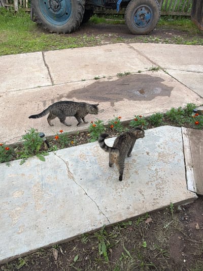 Two tabby cats are on a concrete path outdoors. One cat, in the foreground, is lying on its side with its belly exposed. The second cat is standing and looking away from the camera. Both cats are facing away from each other.
The concrete path appears to be cracked and weathered, with patches of discoloration. To the left of the path is a muddy area with patches of grass and weeds. Two large tractor tires are visible on the far left of the image, one is blue and the other is black.
To the right of the concrete path is a strip of green plants with small orange flowers, likely marigolds. Beyond the plants is dark soil with some dry leaves and sparse green growth.
The lighting suggests it is daytime, with shadows visible on the concrete path. The overall impression is a rural or semi-rural setting. There is no visible text in the image. The weather appears to be overcast or the lighting is diffused, as there are no harsh shadows. The cats appear relaxed in their environment.