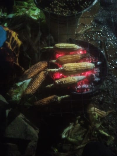 In Tundun Wada West, Nigeria, a close-up, dimly lit shot captures several ears of corn being grilled over glowing red coals. The corn cobs, varying in color from light yellow to a deeper golden hue, are arranged on a wire rack above the heat. Some of the corn is still in its husk, while others appear to be directly exposed to the heat. The background is dark and cluttered with what appears to be foliage and possibly some fabric with a distinctive pattern, adding to the outdoor, rustic atmosphere. The scene suggests a communal cooking event or a street-side food vendor preparing a popular snack.