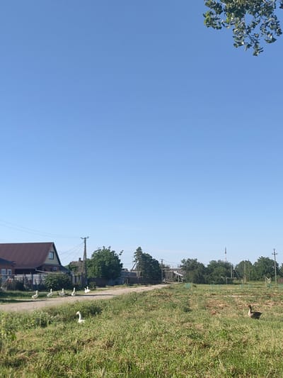 The image depicts a rural scene in Trudobelikovskiy, Russia, on a clear, sunny day, likely mid-morning to early afternoon. The sky is a bright, cloudless blue, with a few green leaves and branches of a tree visible in the upper right corner.

The foreground is dominated by a grassy field with a dirt road winding through it. Several geese are present in the scene. A group of white geese are walking along the dirt road, heading away from the viewer. Another white goose is standing in the tall grass to the left of the road, and a single goose with gray and white plumage is grazing in the grass to the right.

In the middle ground, there are several houses with pitched roofs, some with visible windows and fences. Electrical poles and wires are scattered throughout the area, indicating a settled community. Lush green trees and bushes surround the houses and line the road. The overall impression is one of a peaceful, rural environment.