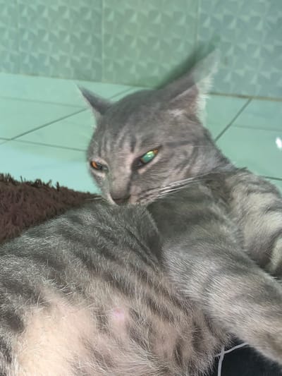 A gray tabby cat with green and orange eyes lies on a brown fuzzy surface, possibly a bed or cushion, with a light green tiled wall in the background. The cat is positioned on its side, with its body partially visible. Its fur has distinct dark gray stripes against a lighter gray background. The cat's head is turned, and its gaze is directed downwards and to the left. The background wall has a textured pattern of diamond shapes. The lighting suggests an indoor setting. No people or specific location markers in Jajag, Indonesia are discernible in the image.