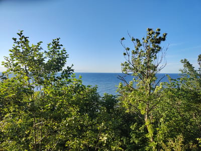 In Valaste, Estonia, the image captures a bright, clear day with a vast expanse of deep blue ocean under a similarly colored sky. The foreground is dominated by lush green foliage from several trees, their leaves illuminated by the sun. On the left, a dense cluster of green leaves from a tree obscures much of the background. In the center and right, two other trees are visible, one with more sparse, lighter green leaves and bare branches reaching upwards, and another to its right, also covered in dense green foliage. The horizon line where the ocean meets the sky is sharp and distinct. The overall scene suggests a natural landscape, possibly a viewpoint overlooking the sea, with the vegetation providing a natural frame for the water and sky.