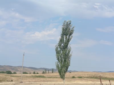 A tall, slender tree stands prominently in the foreground, its green leaves a stark contrast against the dry, golden fields and a pale blue sky dotted with scattered white clouds. To the left of the tree, a solitary utility pole with visible wires runs horizontally across the frame, disappearing into the distance. In the background, rolling hills, covered in dry vegetation, recede into the horizon. The overall landscape appears arid and sparsely populated, suggestive of a rural or semi-arid environment. The image captures a scene likely within the city of Jardy-Su, Kyrgyzstan, characterized by its vast open spaces and natural topography.