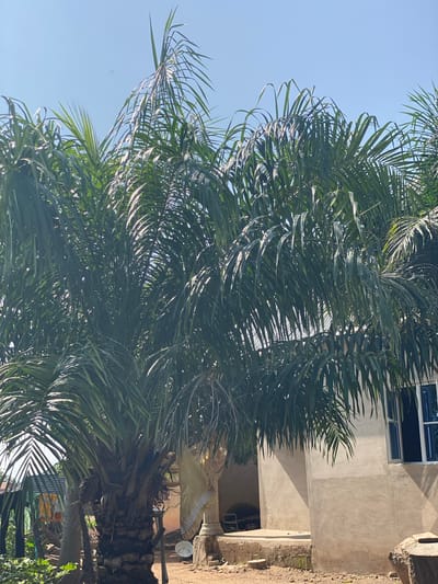 The image depicts an outdoor scene, likely in Daniel, Nigeria, characterized by a bright, clear sky. A large palm tree dominates the foreground with its lush green fronds, some of which cast shadows on a plain, light-colored building. The building has a single window with blue-tinted glass, which is partially open. In front of the building, there is a concrete step and what appears to be a rough, possibly wooden, object on the ground to the right. The ground is covered with dirt and small stones. There is a visible satellite dish on the ground near the building. Further back, another building with a corrugated roof and some yellow clothing hanging on a line can be observed. The overall environment suggests a rural or semi-rural setting.