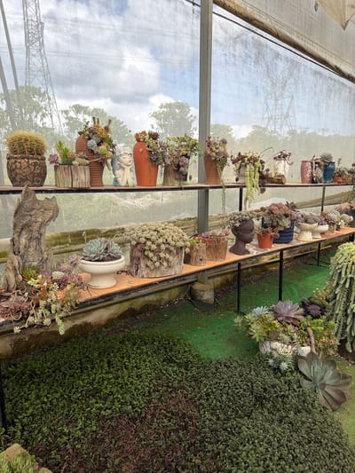 The image depicts a display of potted succulent plants inside a greenhouse or covered area. A variety of succulents are arranged on multiple shelves. The plants are in diverse containers, including clay pots, wooden logs, and decorative planters. The glass walls of the greenhouse reflect the exterior environment, showcasing trees and what appears to be a powerline structure. The location is Măng Đen, Vietnam. A patch of green vegetation covers a portion of the ground or wall.