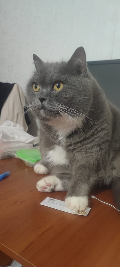 A medium shot captures a fluffy, grey and white cat with bright yellow eyes sitting on a wooden table. The cat is looking to its left, with its ears perked up and its white whiskers fanned out. Its fur is thick and soft, with a prominent white chest and paws. One of its front paws rests on a white tag with gold floral accents and text. The tag appears to be a clothing label, with some of the text legible as "my mode" and "11399".
In the background, a patterned light-colored wallpaper is visible, and to the left of the cat, a pile of white fabric and a green object are also present, suggesting a domestic setting. The lighting appears to be indoor, casting soft shadows on the table. The cat's expression is one of alert curiosity, perhaps observing something just outside the frame. The overall scene conveys a sense of quiet domesticity, with the cat as the central focus. The time of day and weather are not discernible from the image. The location context is Svitlovodsk, Ukraine.