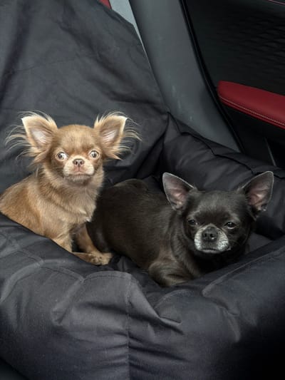 Two Chihuahuas are resting inside a black dog car seat placed in a vehicle. The dog on the top is black with white fur on its snout. The dog on the bottom is brown. A red and black car seat is visible in the background. The location is Tatarskie Naratly, Russia.
