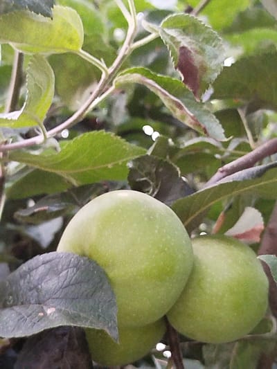 The image shows a close-up of unripe green apples growing on a tree branch, amidst green and brown leaves. Two apples are prominently in focus, with another partially visible. The setting appears to be outdoors, likely in an orchard or garden. There are no people or specific structures visible that would indicate a precise location within Topolina, Poland. The scene is a natural one, capturing the growth of fruit on a tree.