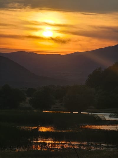 An undated, vertical, medium-shot photograph depicts a sunset over a rural landscape. The sun, a bright white disc, is partially obscured by wispy clouds and positioned high in the frame, casting an orange and yellow glow across the sky. In the mid-ground, silhouetted mountains recede into the distance, their slopes softened by atmospheric haze. Below the mountains, a dark forest of trees occupies the middle ground, transitioning into a body of water in the foreground. The water's surface reflects the warm hues of the sunset, creating streaks of orange and yellow light amidst dark vegetation. In the lower left quadrant, a faint, dark silhouette of a quadrupedal animal is visible in the water, its form partially obscured by reeds. The overall scene is one of tranquil natural beauty, bathed in the warm, fading light of dusk. The location in Nikolaevo, Bulgaria is not discernible from the image itself.