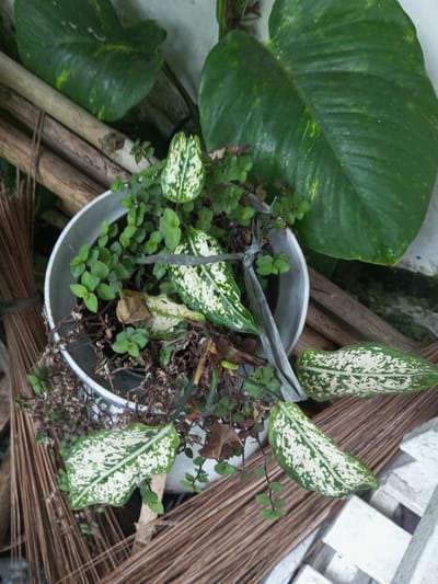 A potted arrangement features a mix of plants, including a Dieffenbachia with white-speckled green leaves, and a ground cover with tiny green leaves. The pot sits among natural debris, including fallen leaves and the bristles of a broom. A large, broad green leaf with slight variegation is visible behind the pot. The composition has a slightly cluttered, naturalistic feel.