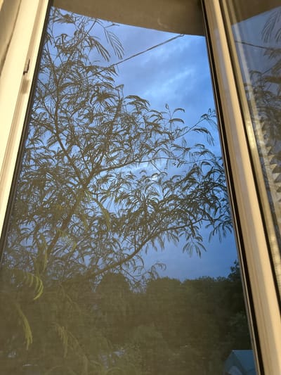 The image displays an exterior scene viewed through a window with a fine mesh screen, observed from an interior perspective in Krivodol, Bulgaria. A prominent tree, characterized by numerous small, feathery leaves, occupies the central and upper portions of the visible area, appearing largely silhouetted against a blue-grey sky with visible clouds, suggesting either dusk or dawn. A dense line of darker foliage forms a lower horizon below the main tree canopy. White window frames are visible on the left and right edges of the frame. In the bottom-right corner, partially obscured by the screen and frame, is a blue-green outdoor structure with a lighter-colored opening, consistent with a tent. No people or specific actions are visible.