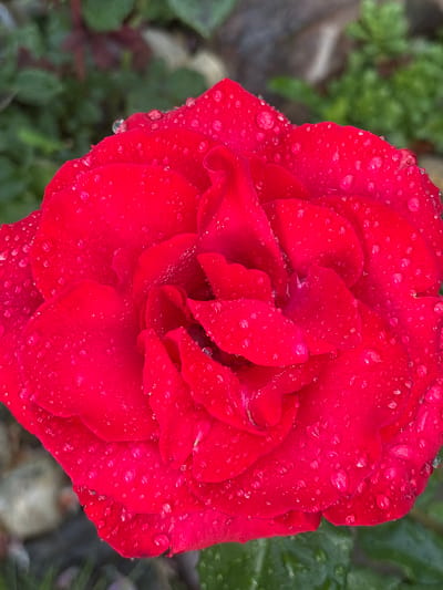 This is a close-up, top-down shot of a vibrant red rose covered in water droplets. The rose is the primary subject, filling most of the frame with its velvety petals. The water droplets glisten on the surface of the petals, adding texture and depth to the image. The background is softly blurred, featuring hints of green foliage and some muted earthy tones, suggesting an outdoor garden setting. The lighting appears to be natural, possibly from an overcast sky or diffused sunlight, creating soft shadows and highlighting the dew on the rose. The overall mood is serene and natural, capturing the beauty of the rose after a rain or watering. There are no visible people, text, or specific landmarks that would indicate the exact location beyond the implied garden in Bogorodsk, Russia. The time of day and weather are suggested by the light and the presence of water droplets.