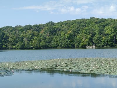 The image depicts a serene lake scene with a dense, verdant forest covering the distant shoreline. The sky above is a pale blue with scattered white clouds. In the foreground, the lake's surface is partially covered by a thick carpet of lily pads, interspersed with numerous white and pink water lilies in bloom. A small, white floating dock with railings is visible on the lake, near the tree line. The water is calm, reflecting the sky and the surrounding foliage. The overall impression is one of natural beauty and tranquility. The image appears to be taken from the edge of the lake, looking across the water towards the treeline.