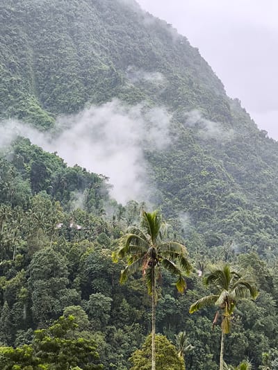 The image presents a lush, mountainous landscape near Sekumpul, Indonesia. The mountain is densely covered in verdant vegetation, with some sections obscured by low-lying clouds. The lower part of the image shows tropical trees, including two prominent palm trees in the foreground, their slender trunks reaching upwards. Scattered structures, possibly buildings with pink roofs, are nestled among the trees in the mid-ground. The scene conveys a sense of tranquility and natural beauty.