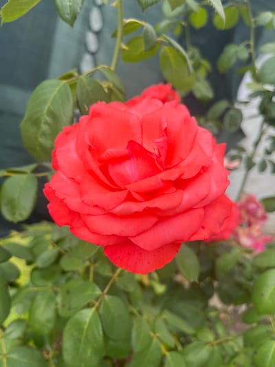 This media file showcases a close-up view of a vibrant coral-pink rose in full bloom, set against a backdrop of lush green foliage. The rose is the central subject, its petals tightly layered and displaying a delicate texture with subtle variations in color, ranging from a bright coral on the outer petals to a softer pink towards the center. Some tiny dark spots are visible on a few of the petals. The rose is surrounded by numerous green leaves, some of which appear slightly out of focus, creating a sense of depth.
The background is a blur of green leaves, with hints of other pink flowers in the upper right portion of the image, suggesting a garden setting. A dark, blurry object occupies the lower left of the frame, possibly a garden fence or a dark tarp, with some lighter, oval shapes visible behind the rose's stem on the left, which might be smooth stones or decorative elements. A thorny stem is also visible to the left of the rose.
The lighting appears to be natural, indicating it could be daytime, likely under diffused light given the absence of harsh shadows. There are no people or animals visible. The overall impression is one of natural beauty and the serene ambiance of a garden. The location context of Otrado-Olginskoye, Russia, provides a geographical anchor, though no specific landmarks are identifiable within the image itself. There is no visible text in the media file.