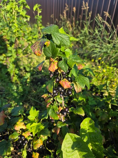 In Bolshiye Kharlushi, Russia, a black currant bush laden with ripe, dark berries stands in the foreground, its leaves exhibiting signs of autumnal change with patches of red and yellow interspersed with green. The bush is positioned in a garden setting, with other green foliage and some tall grasses visible in the background. A brown wooden fence runs horizontally behind the plants, indicating the boundary of the property. The sunlight casts shadows, suggesting it is either morning or late afternoon. There are no people present.