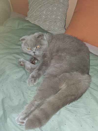 The image shows a gray Scottish Fold cat lying on a light green bedspread with a subtle dark dot pattern. The cat is positioned on its side, with its body elongated and its head turned towards the viewer. Its ears are folded forward, characteristic of the breed, and its eyes are a striking yellow. One of its front paws is partially visible, with pink toe beans. In the background, there are two pillows: one is a light cream color with a woven texture, and the other is a solid orange. The lighting suggests an indoor setting, possibly a bedroom. The scene does not contain any identifiable landmarks or elements that would place it specifically within Offenburg, Germany.