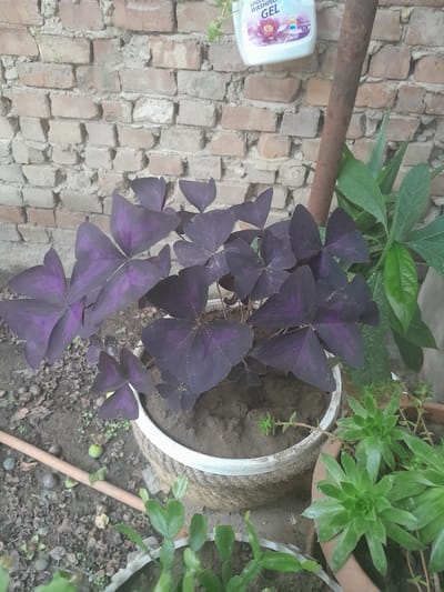 The image shows a close-up view of a potted plant with dark purple, triangular leaves, likely an Oxalis triangularis, in an outdoor setting. The plant is in a white pot, partially covered with a rope-like material. Behind the plant, a brick wall with a rough texture serves as the background. A metal pole, rusted and dark brown, stands vertically to the right of the plant, partially obscuring a portion of the brick wall. To the right of the main plant, a different green plant with broader leaves is visible. In the foreground and to the bottom right, another pot contains several succulent plants with green, fleshy leaves. The ground around the pots is covered with soil, small stones, and some dried leaves. A light-colored hose or tube lies horizontally in the lower left quadrant of the image. In the upper right corner, a partially visible white bottle with a pink floral design and blue text that reads "UNIVERSAL WASHING GEL" is affixed to the brick wall. The overall scene suggests a domestic garden or patio area. The location is identified as Kaspi, Georgia.
