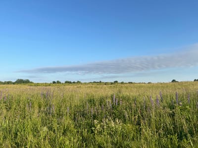 A wide shot captures a meadow with green grass and purple wildflowers under a clear blue sky. The horizon is lined with a distant row of trees, and a thin, wispy cloud stretches across the upper portion of the sky. A faint sliver of the moon is visible in the sky. The scene is tranquil and depicts a natural landscape. The image location is Prislovo, Russia.