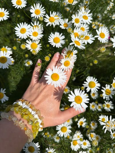 A hand with beaded bracelets is positioned amongst a field of daisies. The hand, belonging to a person of unspecified gender, is resting on some of the flowers. The daisies are white with yellow centers, and they are surrounded by green foliage. The lighting suggests it is daytime, and the overall scene is natural and outdoors. The location is the city of Ul'zuty, Russia.