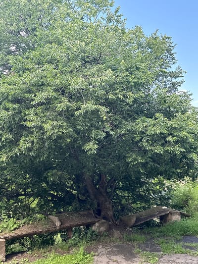 The image depicts a large, mature tree with dense green foliage, casting a shadow over a weathered, concrete structure that resembles a bench or trough. The structure is partially covered in dirt and leaves, suggesting disuse. Green grass and other vegetation grow around the base of the tree and the concrete object. The background shows a clear blue sky and more greenery, indicating an outdoor, possibly park-like setting. The location is identified as Tumanyan, Armenia.