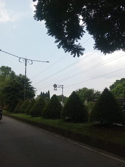 The image captures an outdoor scene along what appears to be a road or street, viewed from a slightly elevated or moving perspective. The setting suggests an urban or suburban environment with a notable amount of greenery.
In the foreground, a dark asphalt road with a rough texture is visible on the left side, curving slightly out of frame. A faint white line marks the edge of the road. On the far left, a small portion of a dark-colored motorcycle or scooter is partially visible, indicating presence of traffic or a parked vehicle.
To the right of the road, a raised grassy median strip runs parallel to the road. Along this median, a neat row of conical-shaped evergreen shrubs or small trees are meticulously trimmed, forming a natural barrier. There are approximately seven to eight of these shrubs clearly visible in the row, with more extending into the distance. Behind these shrubs, a dense array of larger green trees forms a lush backdrop, suggesting a treelined street or a park beyond.
A tall street lamp post stands prominently on the left side of the median, extending upwards into the sky. It features an ornate, decorative design with two curved arms holding lamp fixtures, one pointing left and one pointing right. Further down the road to the right, another utility pole or structure is visible, featuring a rectangular sign or a component resembling a traffic signal box, suspended by a metal frame. Numerous thin, dark utility wires crisscross the sky, stretching horizontally across the upper middle portion of the frame, connecting various unseen poles.
The upper part of the image is dominated by a bright, light blue sky with scattered wispy white clouds, indicating daytime. Dark, leafy tree branches from a large tree overhang the top right and top left corners of the frame, casting shadows and adding to the natural canopy. The lighting suggests it is daytime, possibly late morning or early afternoon, given the brightness of the sky and the overall illumination of the scene. The streetlights are off, as expected during the day. There is no visible text in the image.