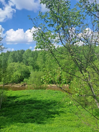 The image depicts a scene in Avdot’ino, Russia, featuring a view from under a tree with foliage against a blue sky with scattered white clouds. To the right is a body of water, possibly a stream or small river, bordered by dense green vegetation, likely grasses and shrubs. The perspective is slightly angled upwards through the tree branches, capturing the sky above. The overall impression is one of a natural, undisturbed landscape within the urban environment.