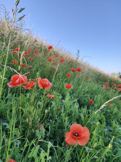 An outdoor, eye-level, medium shot captures a field of red poppies on a gentle slope under a clear blue sky. The poppies, varying in size and focus, are scattered throughout the vibrant green foliage. Several individual poppies are in sharp focus in the foreground, displaying their delicate red petals and dark centers. Other flowers and grasses are blurred into the background, creating a sense of depth. The sky is a uniform, bright blue, suggesting a sunny day. The scene is devoid of any human presence or activity. The location is identified as a field in Tczew, Poland.