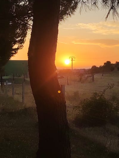 The image depicts a sunset scene in Sobradillo, Spain. In the foreground, the trunk of a tree is prominently featured, partially obscuring the view of a rural landscape. The sun, a bright orb, is visible in the distance, casting a warm orange glow across the sky and illuminating the clouds. A tall electrical pylon stands near the sun, with power lines extending from it. The middle ground shows a fenced-off area with scattered vegetation and a few structures, possibly agricultural buildings or remnants of old farm equipment. The background consists of a horizon line with distant hills and a pale sky. The overall impression is one of a tranquil, natural setting at dusk.
