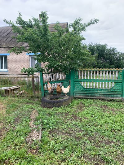 In Блеўчыцкі сельскі Савет, Belarus, on a cloudy day, three chickens stand on an old tire in a grassy yard. A green fence with white decorative posts separates the yard from a brick house with a grey roof. A mature tree with green leaves grows in front of the house, its branches extending over the fence. The yard is covered in grass and dirt, with some scattered debris.