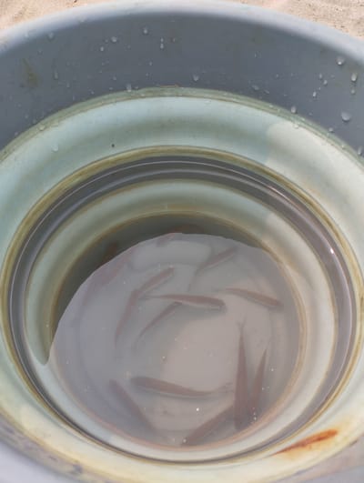 A top-down shot shows a gray plastic bucket with a light blue rim, partially filled with water. Several small, light-brown fish swim in the water. The bucket appears to be sitting on a sandy surface. There are water droplets on the outer rim of the bucket. The scene is located in the city of Bibikha, Russia.