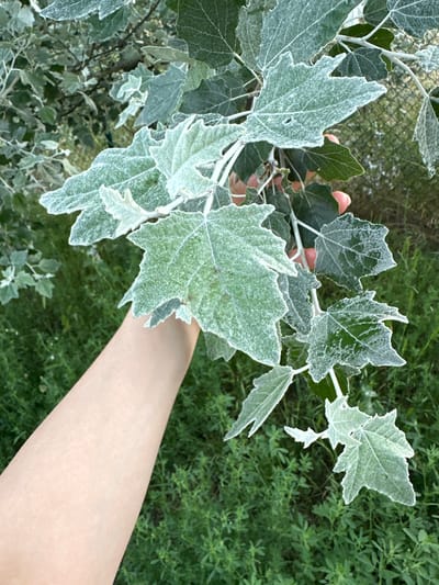 A person's arm extends into the frame from the left, holding a branch with pale green, fuzzy leaves. The leaves are covered in a light frost, giving them a silvery appearance. In the background, dense green foliage is visible, along with a chain-link fence. The scene is set in Wustermark, Germany.