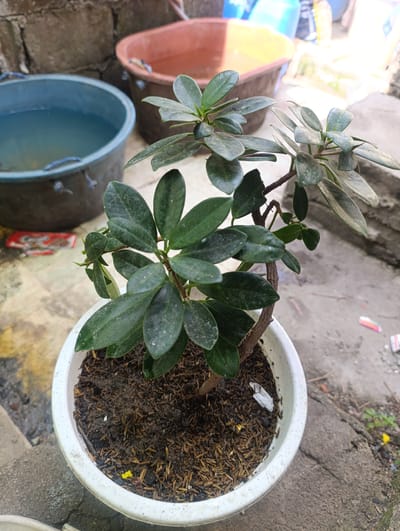The image shows a potted bonsai plant with dark green, glossy leaves in the foreground. The plant is in a white plastic pot filled with dark soil and what appears to be rice husks as mulch. The bonsai has a thin, brown trunk and branches with several leaves and some new growth.

In the background, there are two large, round containers. The one on the left is a dark blue or gray tub filled with water. The one behind it is a reddish-brown tub, also partially filled with water. Beyond these containers, there are glimpses of other objects, including what look like plastic bottles and bags in various colors, suggesting an outdoor storage or utility area. The ground surface is rough and appears to be concrete or stone. A rough brick wall is visible behind the tubs.

The lighting suggests it is daytime, likely outdoors. There are no people visible in the image. The overall scene depicts a somewhat utilitarian outdoor space, possibly a backyard or a service area, where plants are being kept, and water is stored in tubs. The presence of the bonsai in a pot suggests a personal touch to this otherwise functional setting. There is no visible text in the image. The location context provided is Kawit, Philippines.