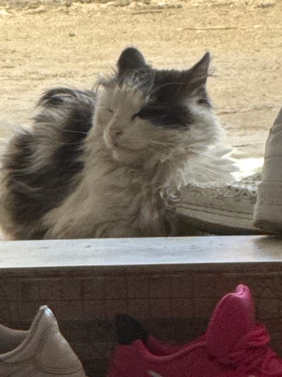 A fluffy, gray and white cat is resting next to a wall. A pink object, and a white object with a star are visible on the right side of the image. The location is Parvomai, Bulgaria.