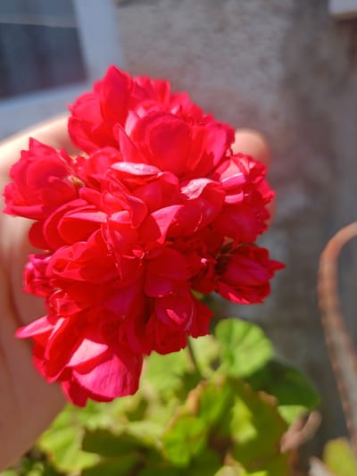 A vibrant cluster of deep red flowers, likely geraniums, is the central focus of this sunlit image. A human hand, with blurred fingers visible behind and partially supporting the bloom, presents or holds the flowers towards the viewer. The petals exhibit various shades of red and fuchsia, with bright highlights on the upper surfaces indicating direct sunlight, creating strong contrast and depth.
In the blurred background, lush green leaves of the same plant are visible at the bottom. To the left, a soft, light-colored surface, possibly part of a building wall or a window frame, is present. To the right, a textured, muted brown-grey wall or fence provides a soft backdrop, with hints of another blurred, reddish-brown, vertical element, possibly a dried plant stem or a rustic container.
The scene appears to be outdoors during the daytime under bright, clear weather conditions, suggested by the strong highlights and soft shadows on the flower petals. The overall impression is one of natural beauty and warmth. There is no visible text in the image. The setting is Koghb, Armenia.