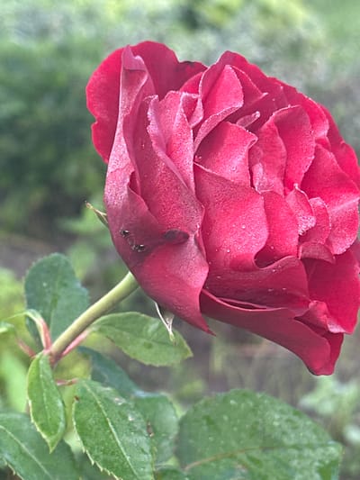 A close-up, side-view, slightly angled shot captures a deep red rose in bloom, its petals appearing slightly velvety and speckled with tiny water droplets. The rose is positioned in the lower right quadrant of the frame, its stem and green leaves extending towards the lower left. The background consists of a blurred, out-of-focus green and grey environment, suggesting an outdoor setting like a garden or park. Three small, dark insects are visible on one of the rose's outer petals, near the stem. The image is a static shot with no discernible action or interaction, and no people are present. The scene is devoid of any specific urban or architectural context that would indicate its location within Zvenyhorodka, Ukraine, or any other specific city.
