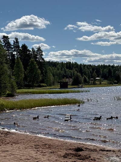 This is a daytime, eye-level, medium shot of a natural scene in Solvarbo, Sweden. The image depicts a sandy beach in the foreground, with the choppy, sparkling surface of a body of water in the middle ground. Several ducks are swimming in the water, some in small groups and others individually. The background features a dense forest of evergreen trees, with a small wooden structure and red-roofed buildings visible amongst the trees on the left side of the frame. The sky above is blue with scattered white, puffy clouds. The overall atmosphere is serene and natural.