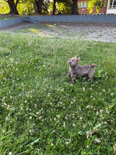 A small, light brown Chihuahua dog wearing a harness stands in a grassy area with small white and pink clover flowers. The dog is looking upwards with its tongue sticking out. In the background, there is a grey, ridged fence, and beyond that, a bare patch of ground with a broken metal structure and a green ball. Trees with lush green foliage are visible behind the fence, casting dappled sunlight. A brick building with windows is also present in the background. The scene appears to be an outdoor public space, possibly a park or playground, in Græsted, Denmark.