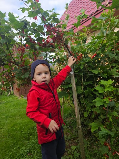 A young child, possibly a toddler, is pictured outdoors in what appears to be a garden. The child is wearing a red jacket and a dark blue beanie. They are reaching out towards a bush laden with red berries, possibly currants. The child's face is visible, showing a curious expression.

The background includes a red-tiled roof of a building, lush green foliage, and a grassy lawn. The overall setting suggests a rural or suburban environment in Russia, given the provided location context of Gornye Moriny, Russia. The presence of ripe berries on the bush indicates it is likely summertime or early autumn. The lighting suggests it could be daytime, possibly overcast or in the shade. The image is captured from a slightly tilted angle. There is no visible text in the image.