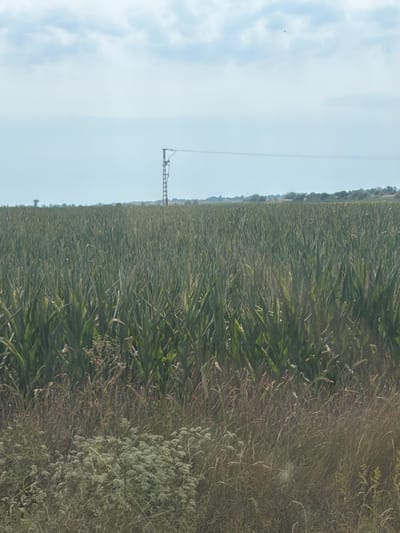 The image shows a vast field of corn in Foktő, Hungary. The corn stalks are tall and green, filling the majority of the frame. In the distance, a power line tower and its cables are visible against a hazy sky with scattered clouds. The foreground consists of dry grass and low-lying plants. There are no people or animals present in the image.