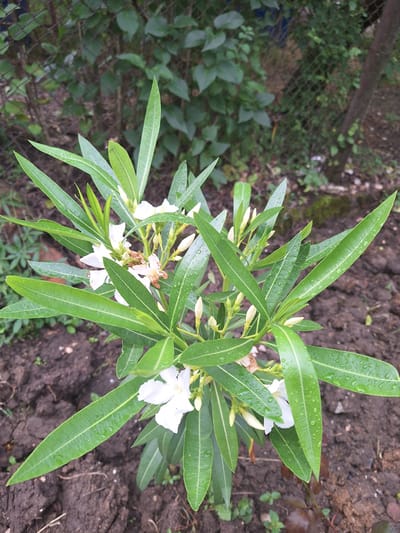 A close-up, high-angle shot shows a small, leafy plant with white flowers and several buds. The plant is centered in the frame, with its long, green leaves reaching upwards and outwards. Some of the leaves and petals are speckled with water droplets, suggesting recent rain. The plant is rooted in dark, loamy soil, with patches of green foliage and a wire fence visible in the background. The overall setting appears to be an outdoor environment, possibly a garden or yard, in the city of Zeda Sazano, Georgia.