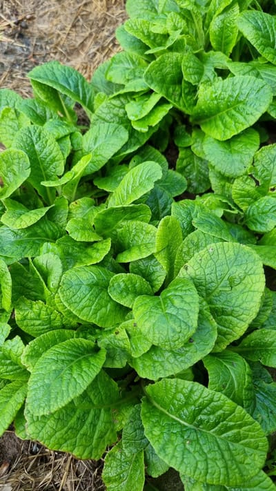 A close-up, top-down shot captures a dense cluster of vibrant green leaves. The leaves are broad and ovate with deeply textured, crinkled surfaces and slightly serrated edges. They are densely packed, creating a lush carpet with some leaves overlapping others. The overall impression is of a healthy, vigorous plant. The background shows glimpses of dry, brown soil and possibly some organic mulch, suggesting an outdoor setting, likely in a garden or natural area. There are no people, animals, or man-made objects clearly visible. The lighting is even, highlighting the rich green color and the intricate details of the leaf veins. The location is stated as Солнечная Поляна-3 Снт, Russia.