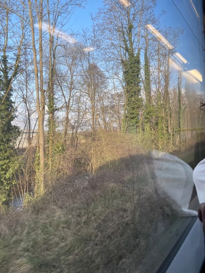 This image, captured in Steinbourg, France, depicts an outdoor scene viewed through a window, likely from a moving train. The foreground and middle ground are dominated by dense, deciduous trees, mostly bare, indicative of late autumn or winter. Several tall trees are heavily covered in vibrant green ivy. Below the treeline, the terrain consists of dry, light brown scrub brush and sparse, dried grasses. A narrow body of water, possibly a stream or canal, is partially visible in the lower-left background, reflecting the sky. In the far background on the left, faint, light-colored structures are discernible through the trees. The sky is clear blue with minimal cloud cover. Reflections on the window glass include horizontal rectangular light sources, a dark linear element consistent with a window frame, and the upper right arm and shoulder of an individual wearing a white garment, positioned in the lower-right quadrant of the frame. No direct interactions or specific actions are observable.
