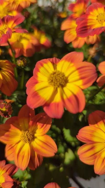 This is a close-up, vertical, eye-level shot of several bright orange and yellow flowers, possibly dahlias, in full bloom. The flowers are the primary subjects, with their petals fanning outwards and a textured, slightly darker center. The colors are vibrant, with a gradient from yellow in the center to orange and then a reddish-orange at the tips of the petals. The background consists of blurred green foliage and hints of other flowers, creating a shallow depth of field that emphasizes the sharp focus on the foreground blooms. The lighting appears to be natural sunlight, casting subtle shadows and highlighting the textures of the petals. There are no people, animals, or man-made structures visible in the frame. The scene evokes a sense of nature and beauty, typical of a garden setting. There is no information in the image to suggest a specific location within Terrebonne, Canada.