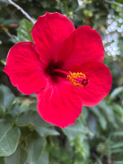 The image displays a close-up, frontal view of a single, vibrant red hibiscus flower (Hibiscus rosa-sinensis) in bloom. The flower features five broad, deeply red petals, with subtle veins visible across their surfaces. A dark red to nearly black throat is visible at the center, from which a prominent, dark red pistil extends, topped with numerous bright yellow anthers and a five-lobed, dark red stigma. The background is out of focus, consisting of blurred green foliage, with several distinct circular bokeh effects present in the upper right quadrant, indicating diffused light sources. No individuals, animals, or specific man-made objects are present. The scene is located in Ciudad de la Costa, Uruguay.