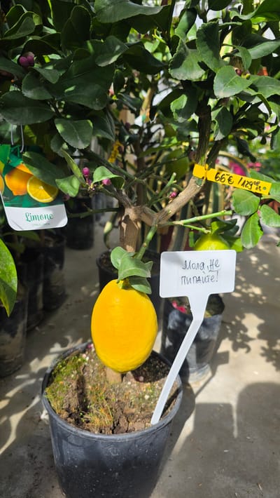 The image shows a potted lemon tree with one ripe lemon and one green lemon, along with numerous leaves and pink buds. A tag labeled "Limone Citrus Limon" is visible. Another tag in Cyrillic script, "Моля не пипайте!", is stuck in the soil of the black plastic pot. A price tag of "66 € 129 BGN" is attached to the tree. The image appears to be taken outdoors. The location is Usoika, Bulgaria. Several other black plastic plant pots are visible in the background, suggesting a plant nursery or garden center. The ground is concrete or stone.