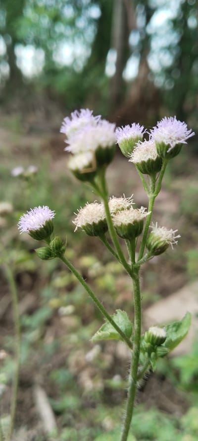 In Blangjruen, Indonesia, a close-up photograph captures a flowering plant with delicate white and pale purple blossoms. The flowers are small and clustered, with a fuzzy appearance due to their numerous thread-like petals. The stems are green and covered in fine hairs. The background is softly blurred, suggesting an outdoor natural setting with foliage and trees, with some hints of sunlight filtering through. The focus is entirely on the plant, highlighting its intricate details.
