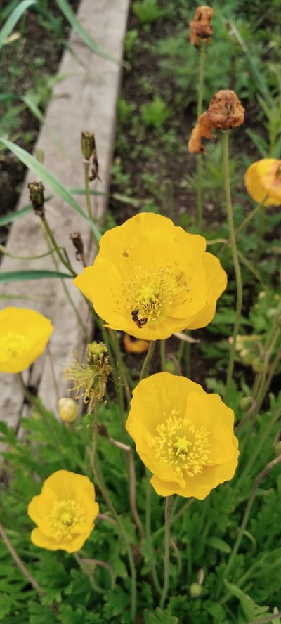 A close-up, eye-level shot captures a vibrant yellow poppy in bloom, nestled amongst other foliage in what appears to be a garden or park setting in Volchansk, Russia. The poppy, positioned slightly off-center to the right, displays delicate, ruffled petals surrounding a bright yellow stamen. A small, dark insect, possibly a bee, is actively engaged with the stamen, its body partially obscured by the pollen. The background is a soft blur of green leaves and dark soil, with hints of concrete or stone in the upper left quadrant, suggesting a border or pathway. Several other yellow poppy buds and spent seed heads are visible, adding to the natural, somewhat wild aesthetic of the scene. The lighting suggests it is daytime, with diffused sunlight illuminating the poppy's vivid color.